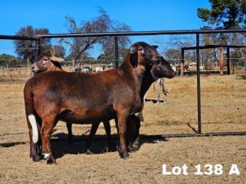 1X MEATMASTER EWE COLLEN BOERDERY 