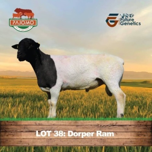 1 X BLACK HEAD DORPER RAM PAJOMO