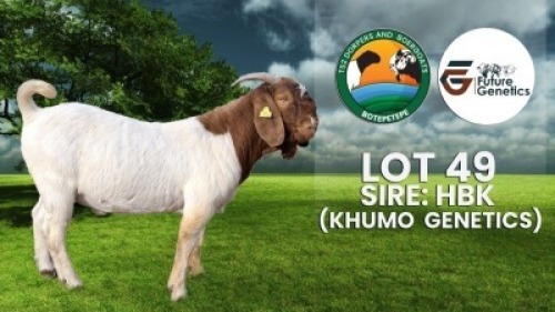 1 X BOER GOAT BUCK TS2(BAPATI SETHAMO)
