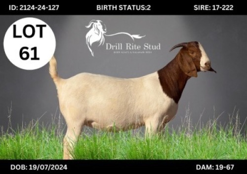 1 X BOER GOAT DOE DRILL RITE
