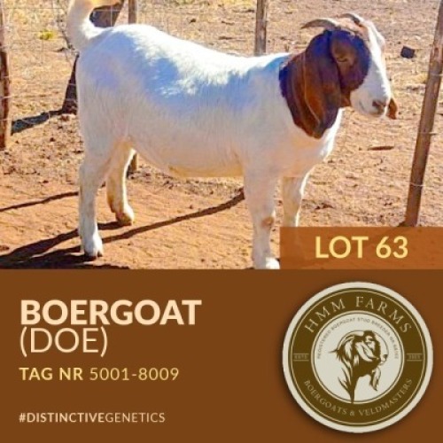 1 X BOER GOAT DOE PUSO MOLEFI