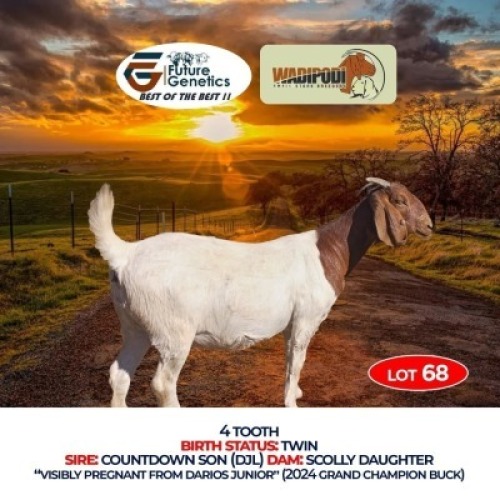 1 X BOER GOAT DOE Wadipodi Small Stock Breeders