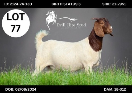 1 X BOER GOAT DOE DRILL RITE