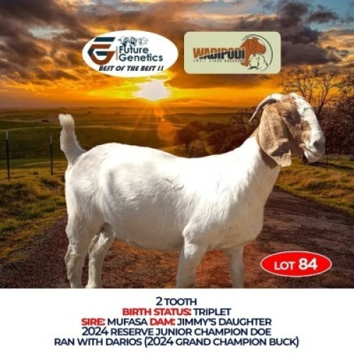 1 X BOER GOAT DOE Wadipodi Small Stock Breeders