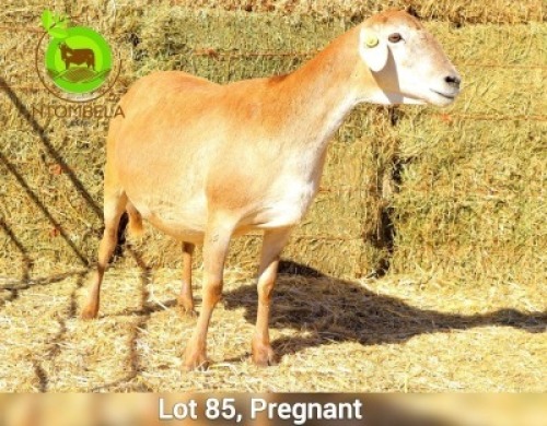 1+1 X MEAT MASTER EWE + LAMBS Ntombela Farms (Lopang Ntombela)