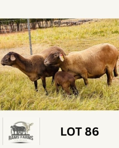 2+2 X MEAT MASTER EWE + LAMBS OSCAR RAMONAMENG (Per animal to take the lot)