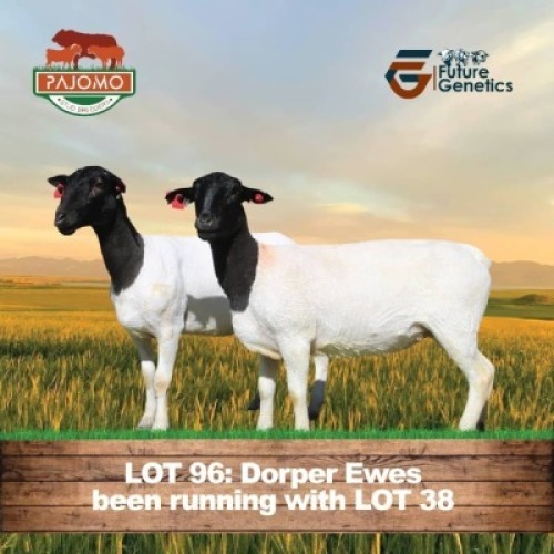 2 X BLACK HEAD DORPER EWE PAJOMO (Per animal to take the lot)