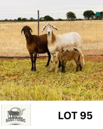 2+1 X MEAT MASTER EWE + LAMBS OSCAR RAMONAMENG (Per animal to take the lot)