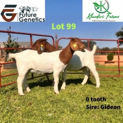 2 X BOER GOAT DOE Khudiri farms (Per animal to take the lot)