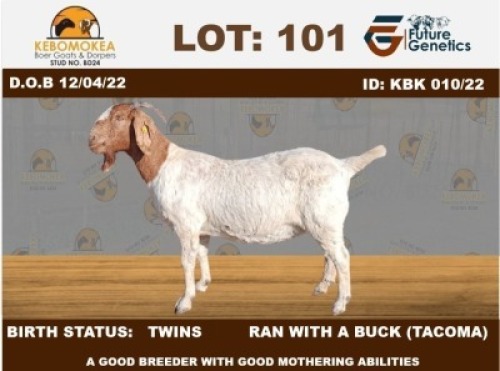 1 X BOER GOAT DOE KEBOMOKEA STUD (BOIKHUTSO MOKWENA)