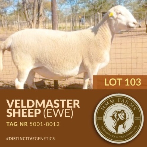 1 X VELDMASTER EWE PUSO MOLEFI