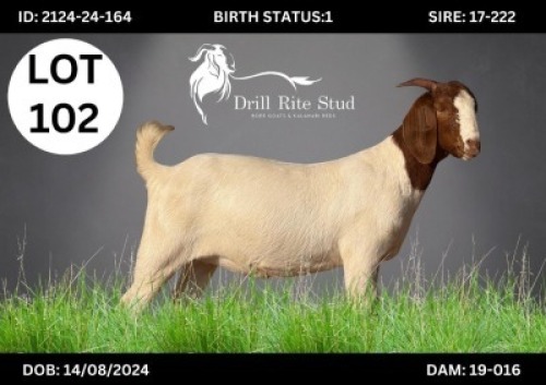 1 X BOER GOAT DOE DRILL RITE