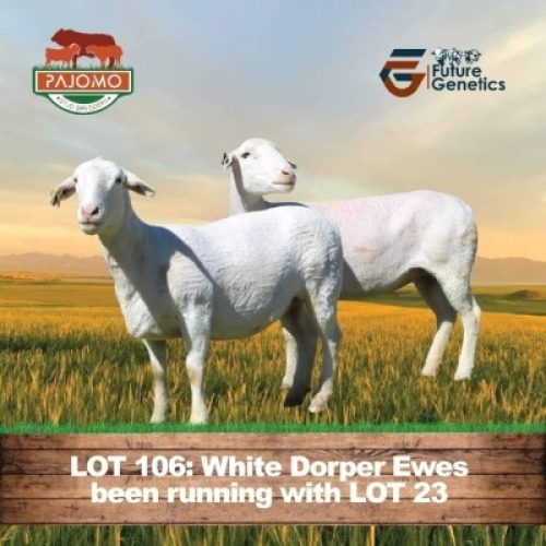2 X WHITE HEAD DORPER EWE PAJOMO (Per animal to take the lot)
