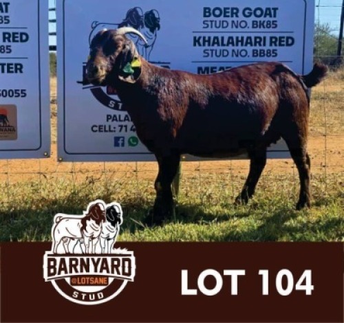 1 X KALAHARI RED DOE Barnyard