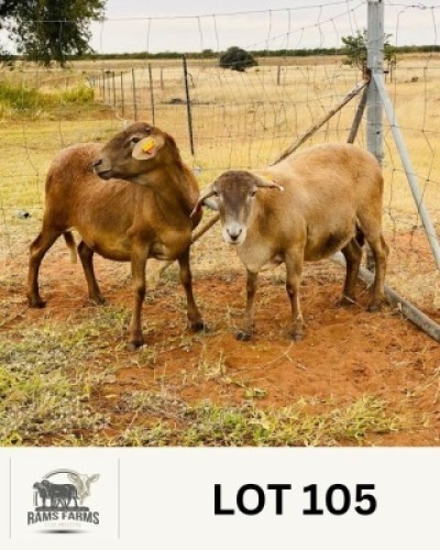 2 X MEAT MASTER EWE OSCAR RAMONAMENG (Per animal to take the lot)
