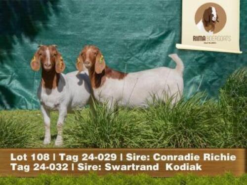 2 X BOER GOAT DOE RIMA Boergoats (Per animal to take the lot)