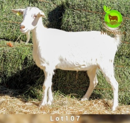 1 X SAANEN DOE Ntombela Farms (Lopang Ntombela)