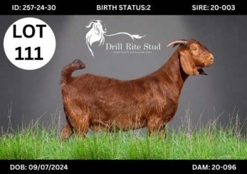 1 X KALAHARI RED DOE DRILL RITE