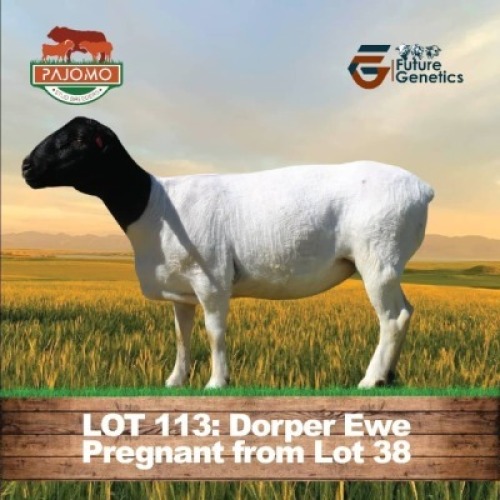 1 X BLACK HEAD DORPER EWE PAJOMO
