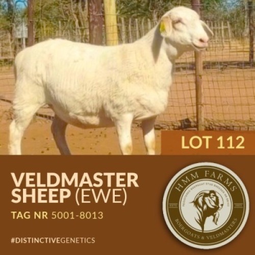 1 X VELDMASTER EWE PUSO MOLEFI
