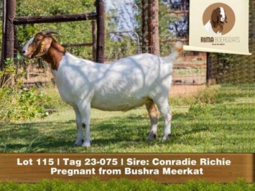 1 X BOER GOAT DOE RIMA Boergoats