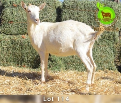 1 X SAANEN DOE Ntombela Farms (Lopang Ntombela)