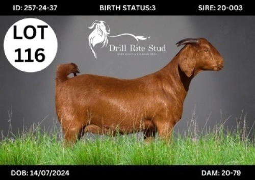 1 X KALAHARI RED DOE DRILL RITE
