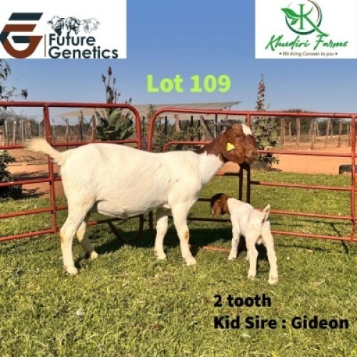1+1 X BOER GOAT DOE & KID Khudiri farms