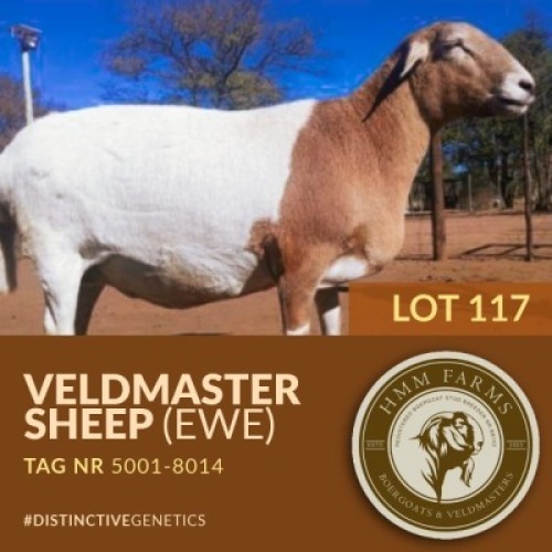 1 X VELDMASTER EWE PUSO MOLEFI