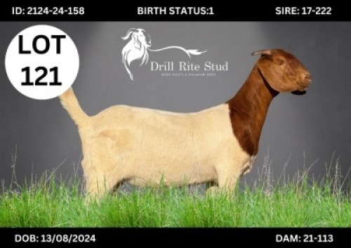 1 X BOER GOAT DOE DRILL RITE