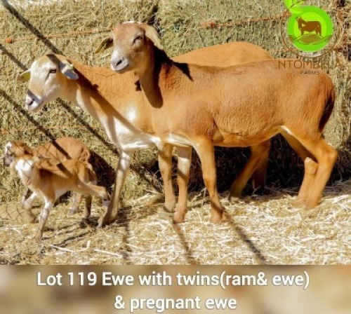 2+2 X MEAT MASTER EWE + LAMBS Ntombela Farms (Lopang Ntombela) (Per animal to take the lot)