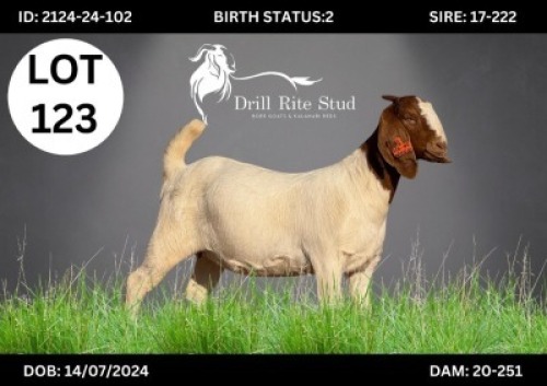 WITHDRAWN - 1 X BOER GOAT DOE (Per animal to take the lot)