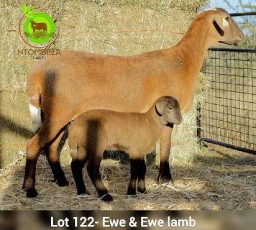 1+1 X MEAT MASTER EWE Ntombela Farms (Lopang Ntombela)