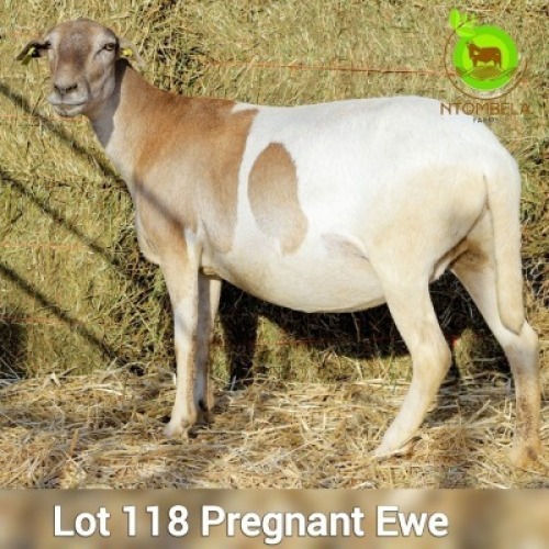 1 X MEAT MASTER EWE Ntombela Farms (Lopang Ntombela)