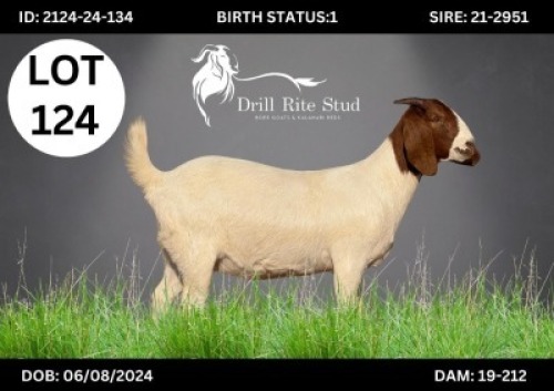 WITHDRAWN - 1 X BOER GOAT DOE DRILL RITE (Per animal to take the lot)