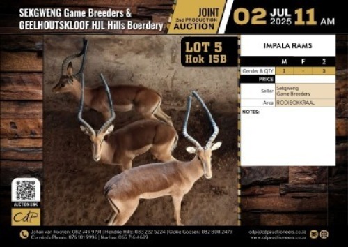 3 X IMPALA RAMS M:3 (Per Piece to take the lot/Per stuk om lot te neem)
