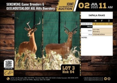 2 X IMPALA RAMS M:2 (Per Piece to take the lot/Per stuk om lot te neem)