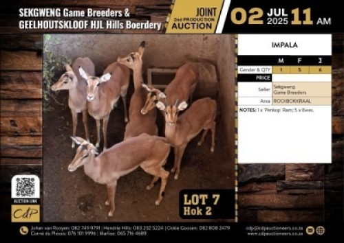 6 X ROOIBOKKE - 1x PENKOP RAM, 5X OOIE M:1 V/F:5 (Per Piece to take the lot/Per stuk om lot te neem)