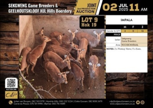 13 X IMPALA, 2 x "PENKOP" RAMS; 11 X EWES M:2 V/F:11 (Per Piece to take the lot/Per stuk om lot te neem)