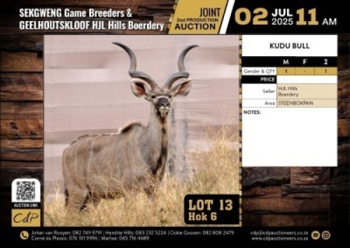 1 X KOEDOEBUL M:1