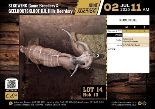 1 X KOEDOEBUL M:1