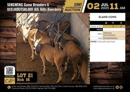 4 X ELAND KOEIE V/F:4 (Per Piece to take the lot/Per stuk om lot te neem)
