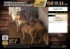 4 X ELAND KOEIE V/F:4 (Per Piece to take the lot/Per stuk om lot te neem)