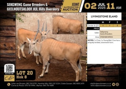 2 X LIVINGSTONE ELANDKOEI EN JONG BUL M:1 V/F:1 (Per Piece to take the lot/Per stuk om lot te neem)