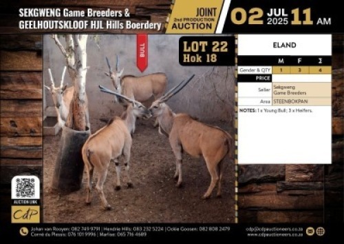 4 X 1X ELAND YOUNG BULL, 3 x COWS M:1 V/F:3 (Per Piece to take the lot/Per stuk om lot te neem)