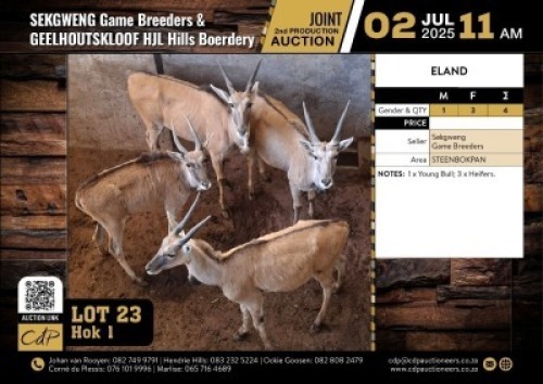 4 X ELAND FAMILY GROUP - 1X JONG BUL, 3X VERSE M:1 V/F:3 (Per Piece to take the lot/Per stuk om lot te neem)