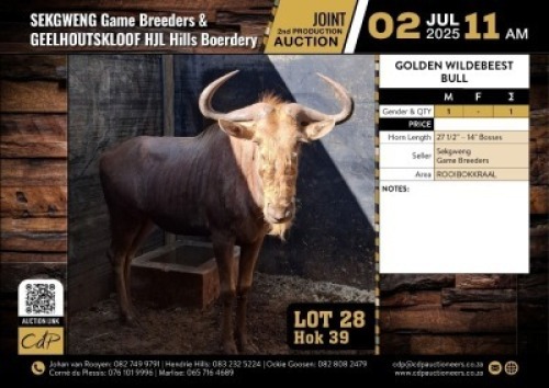 1 X GOUE WILDEBEESBUL 27 1/2" M:1