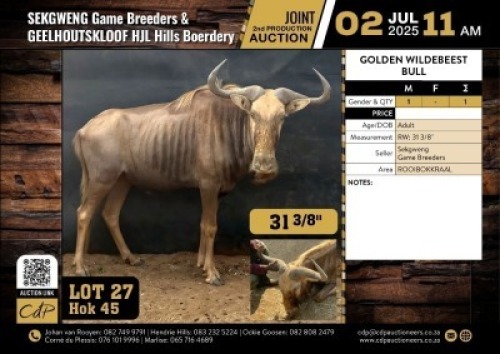 1 X 31 3/8" GOUE WILDEBEES BUL M:1