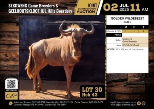 1 X GOUE WILDEBEES BUL 26"+ / 14" BOSSES M:1