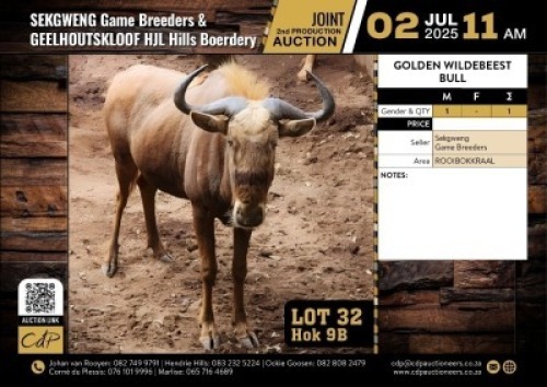 1 X GOUE WILDEBEES BUL M:1